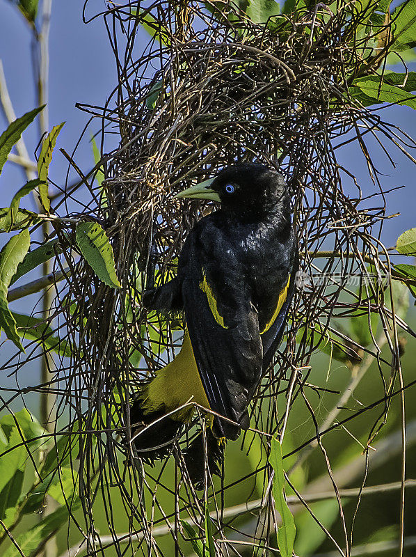 黄背驼峰(Cacicus cela)是一种雀形目鸟类，在巴西潘塔纳尔发现的新世界黄鹂科。巢。